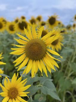 向日葵 景色,海辺,三重県の写真素材