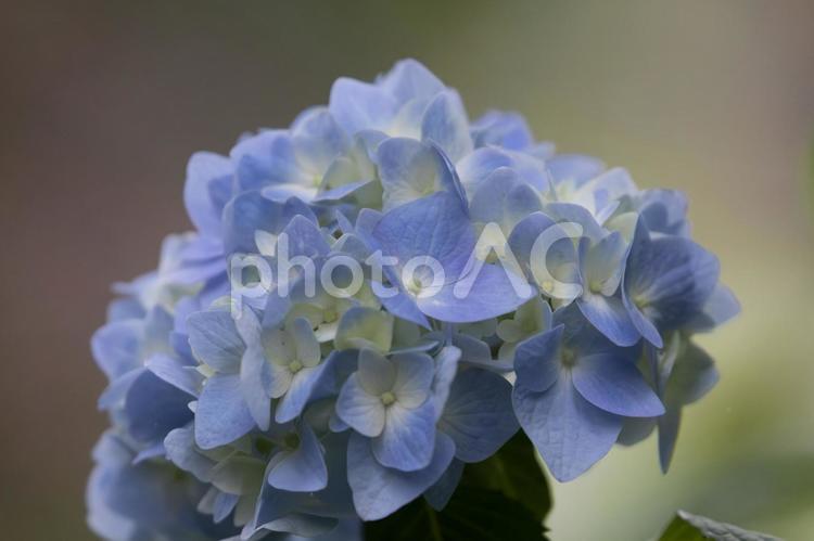 5月のあじさい あじさい,自然,アジサイの写真素材