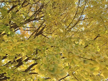 青空と色づいたイチョウ6 青空と色づいたイチョウ6 イチョウ,銀杏,黄色の写真素材