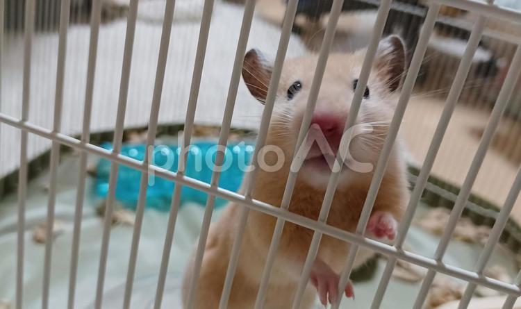 こっちを見ているキンクマハムスター ハムスター,かわいい,格子の写真素材