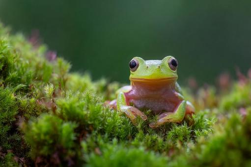 苔の上に座る可愛い緑のアマガエルの写真