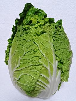 ミニ白菜 ミニ白菜,野菜,食材の写真素材