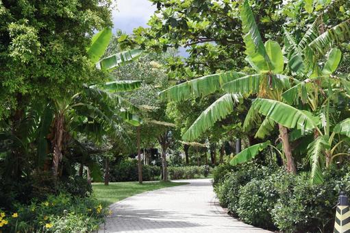 緑の葉の植物の散歩道のある香港の公園 緑の葉の植物の散歩道のある香港の公園 緑,葉,植物の写真素材