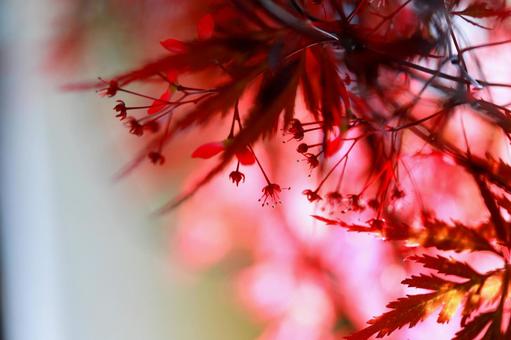 春に萌える紅葉 春に萌える紅葉の写真
