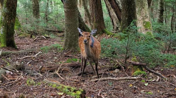 南アルプスの鹿 南アルプスの鹿 登山,鳳凰三山,鳳凰山の写真素材