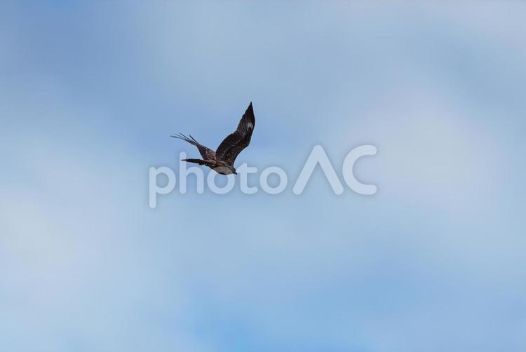 撒き餌を手に入れてそそくさと飛び去るトビ トビ,野鳥,birdの写真素材