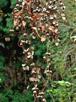 ヤマノイモのむかごと果実 ヤマノイモ,むかご,果実の写真素材