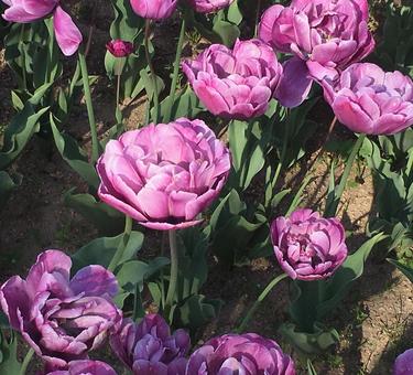 八重のチューリップ チューリップ,八重,花の写真素材