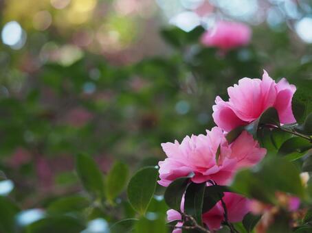 木漏れ日とサザンカ サザンカ,木漏れ日,玉ボケの写真素材