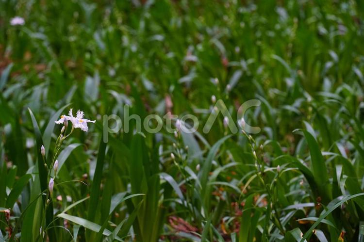 シャガの花と蕾 シャガ,花,草の写真素材