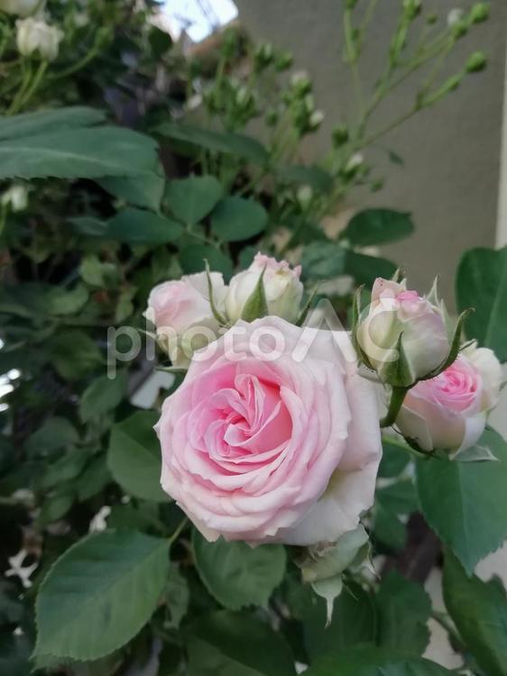 薔薇 薔薇,バラ,花の写真素材