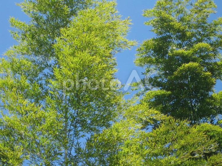風にそよぐ若竹 竹,若竹,新緑の写真素材