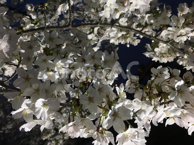 新潟市の桜⑦ 自然,風景,夕方の写真素材