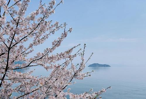 春霞の琵琶湖と満開の桜 春霞の琵琶湖と満開の桜 風景,桜,チェリーブロッサムの写真素材