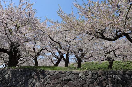 桜 桜 函館,五稜郭,函館五稜郭の写真素材