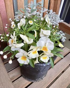 寄せ植え4 寄せ植え4 白い花,寄せ植え,鉢の写真素材