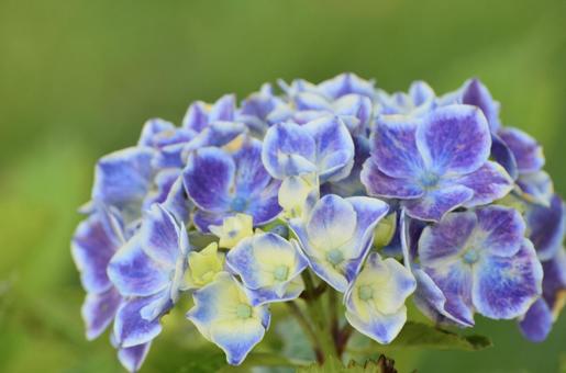 紫陽花 紫陽花 紫陽花,あじさい,アジサイの写真素材