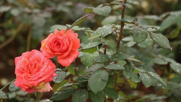 雨上がりの秋バラに恋して 薔薇,バラ,ピンクの写真素材