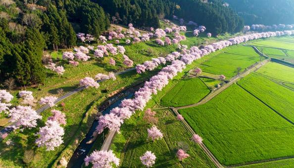 空撮された桜並木 空撮された桜並木の写真