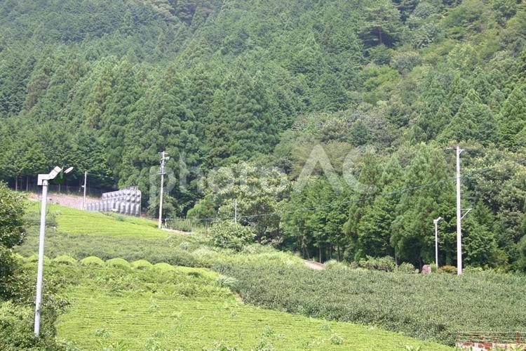 揖斐川町夏の茶畑 山の中腹,茶畑,古来茶の写真素材