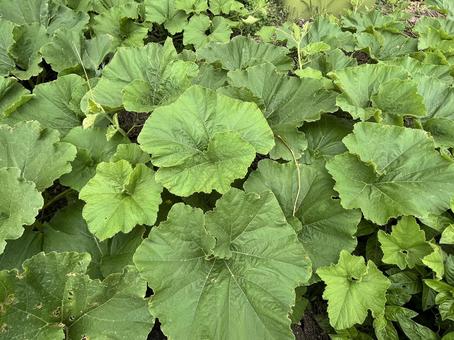 カボチャの畑 カボチャの畑 カボチャ,野菜,栽培の写真素材