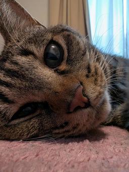 ネコのアップ ネコのアップの写真