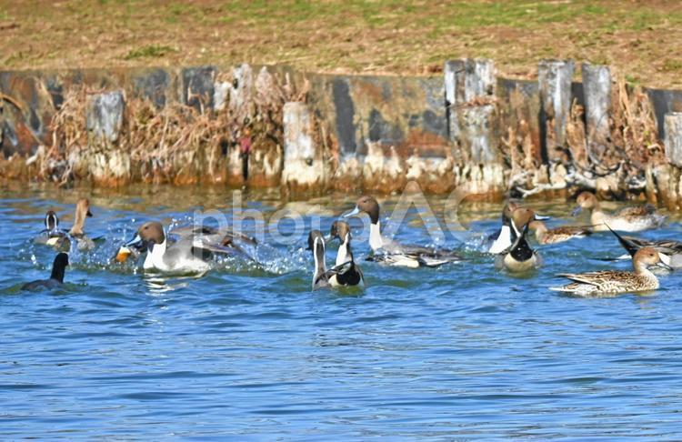 エサを奪い合うオナガガモ オナガガモ,鳥,鳥類の写真素材