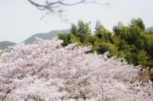 山と桜の写真