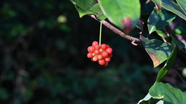 秋の森に見つけた赤い実 サネカズラ,赤い実,森の写真素材