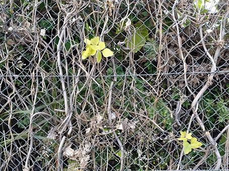 ツタの絡まるフェンス ツタ,ツル,フェンスの写真素材