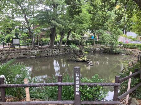 師岡熊野神社の「いの池」 師岡熊野神社の「いの池」 師岡熊野神社,いの池,神社の池の写真素材