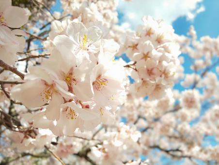 満開の桜と青空 満開の桜と青空 さくら,桜,4月の写真素材