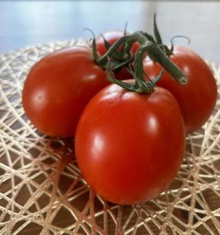 ツル付き トマト ツル付き トマト トマト,食べ物,赤色の写真素材