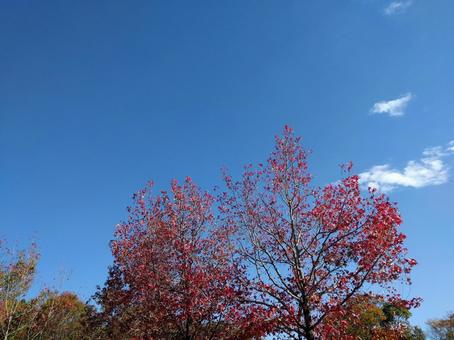 青空 青空の写真
