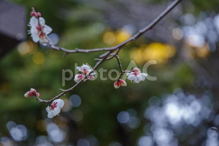 1月に早咲きの梅が咲く 梅,早咲き,1月の写真素材