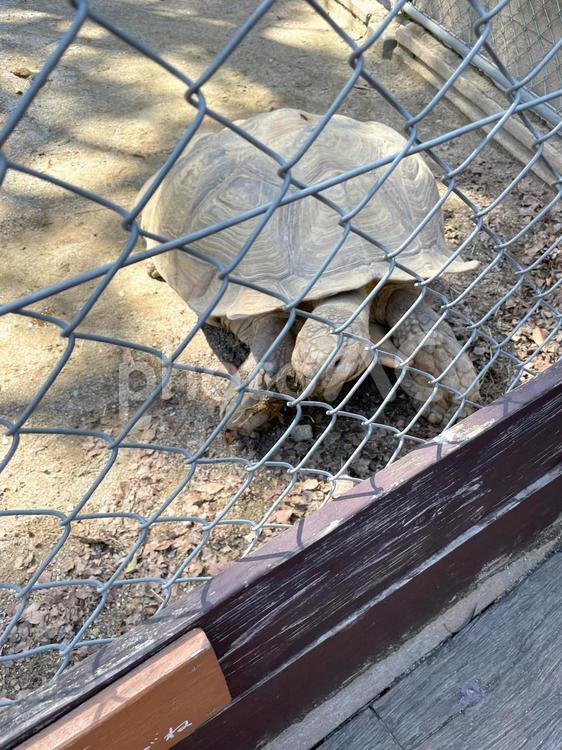 動物園のカメ 動物園,動物,カメの写真素材
