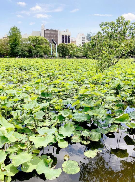 東京風景・不忍池 不忍池,上野,上野恩賜公園の写真素材