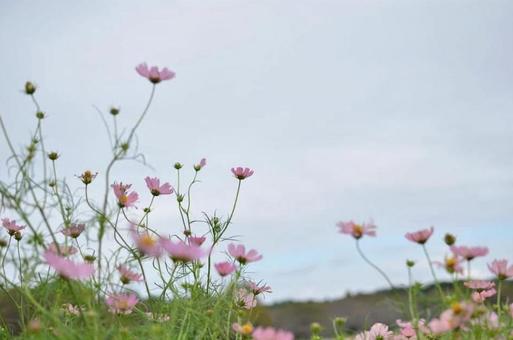 コスモス コスモス コスモス,花,植物の写真素材