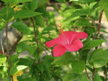 ハイビスカスの写真