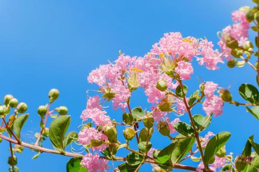 夏空に映えるサルスベリの花 夏空に映えるサルスベリの花の写真