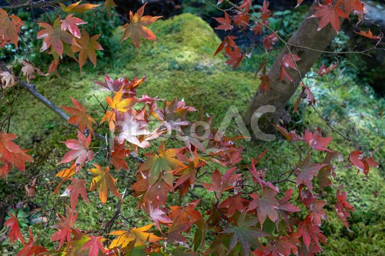 秋の箱根散策 紅葉,もみじ,モミジの写真素材