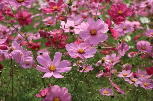 コスモス コスモス コスモス,秋桜,秋の花の写真素材