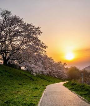 夕日と桜の咲く道 夕日と桜の咲く道 さくら,桜,夕日の写真素材