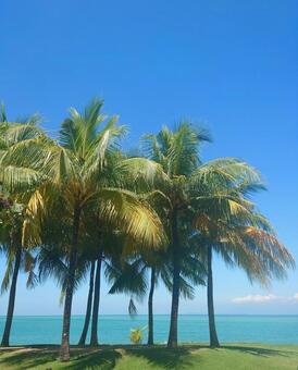 椰子の木と青い海縦 椰子の木,海,木の写真素材