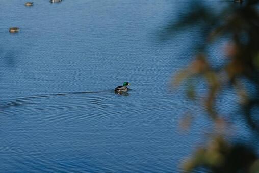 池をのんびり泳ぐマガモ マガモ,鴨,冬鳥の写真素材