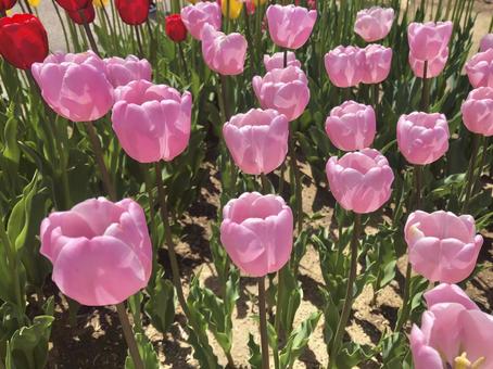 flower, JPG flower, JPG