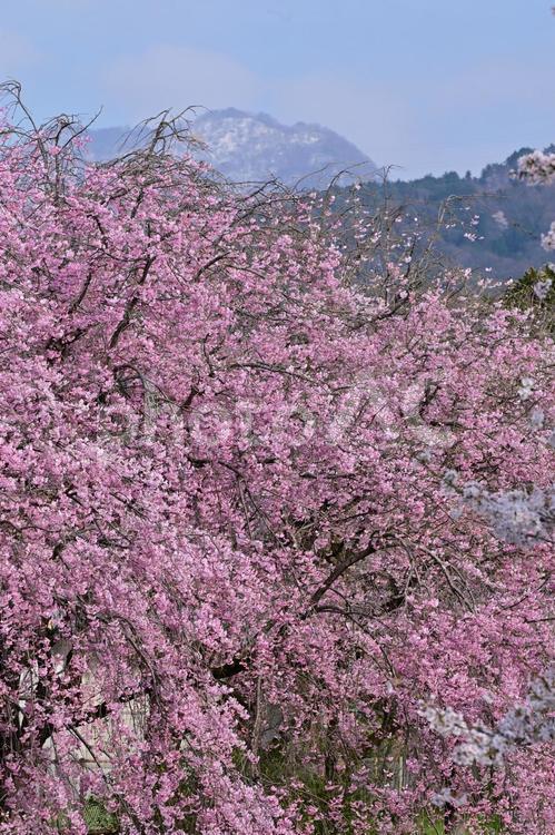 富山・南砺市・大門川沿い桜並木 花,満開,桜の写真素材