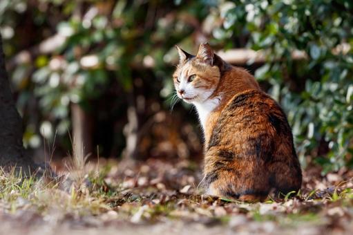 大阪城公園の野良猫 大阪城公園の野良猫の写真