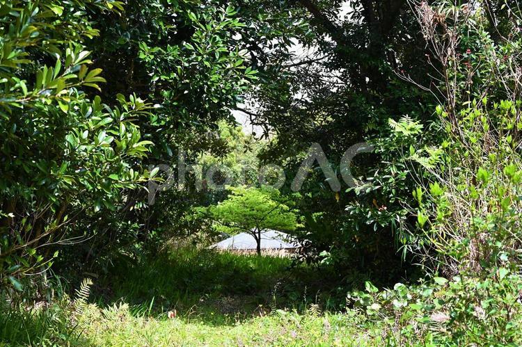 植物　宇久井ビジターセンター　自然観察 公共施設,環境省,吉野熊野国立公園の写真素材