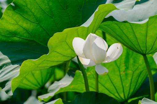 ハス(21) ハス(21)の写真